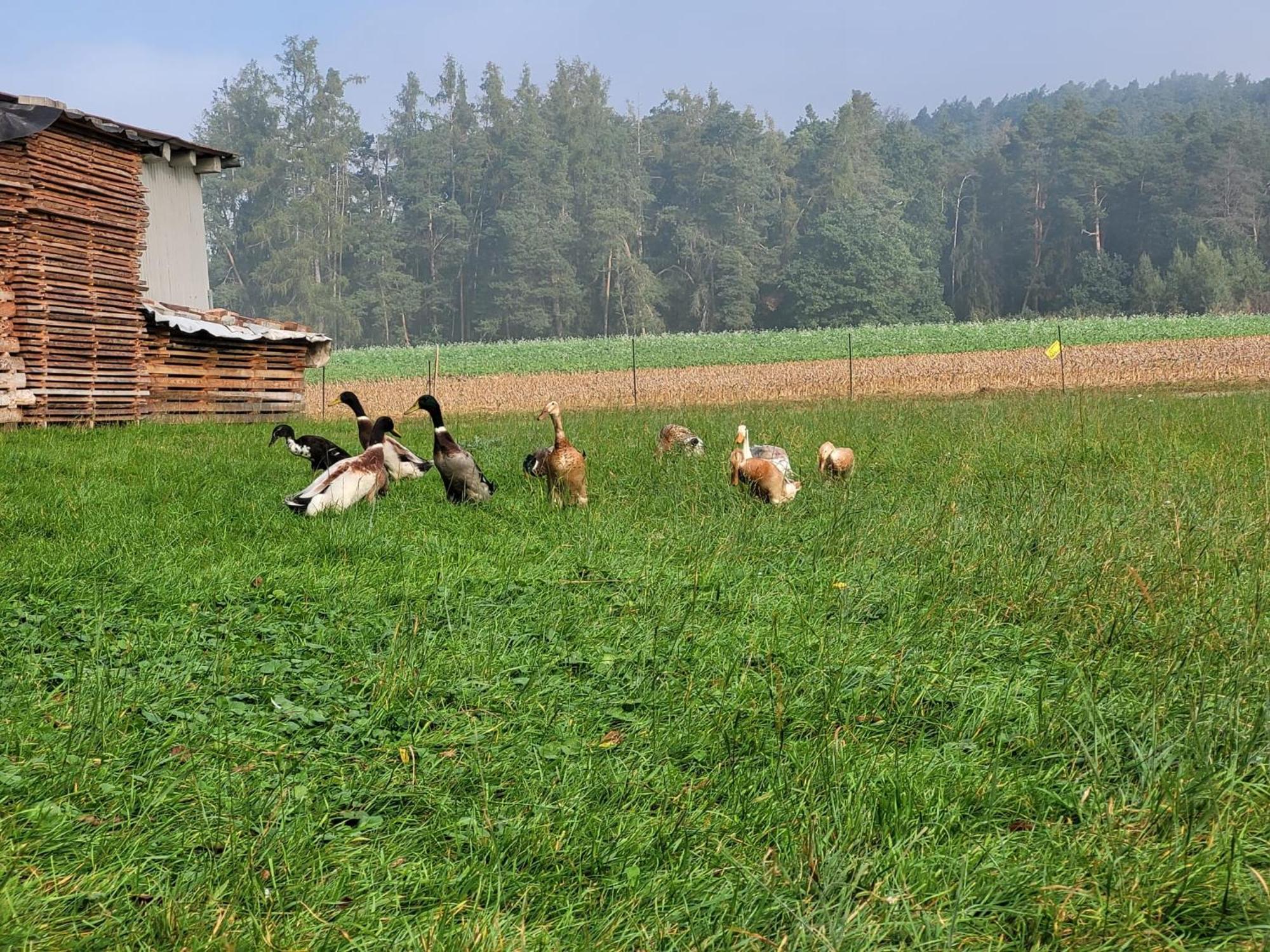 Ferienwohnung Wiesenhof Neuhof an der Zenn Buitenkant foto