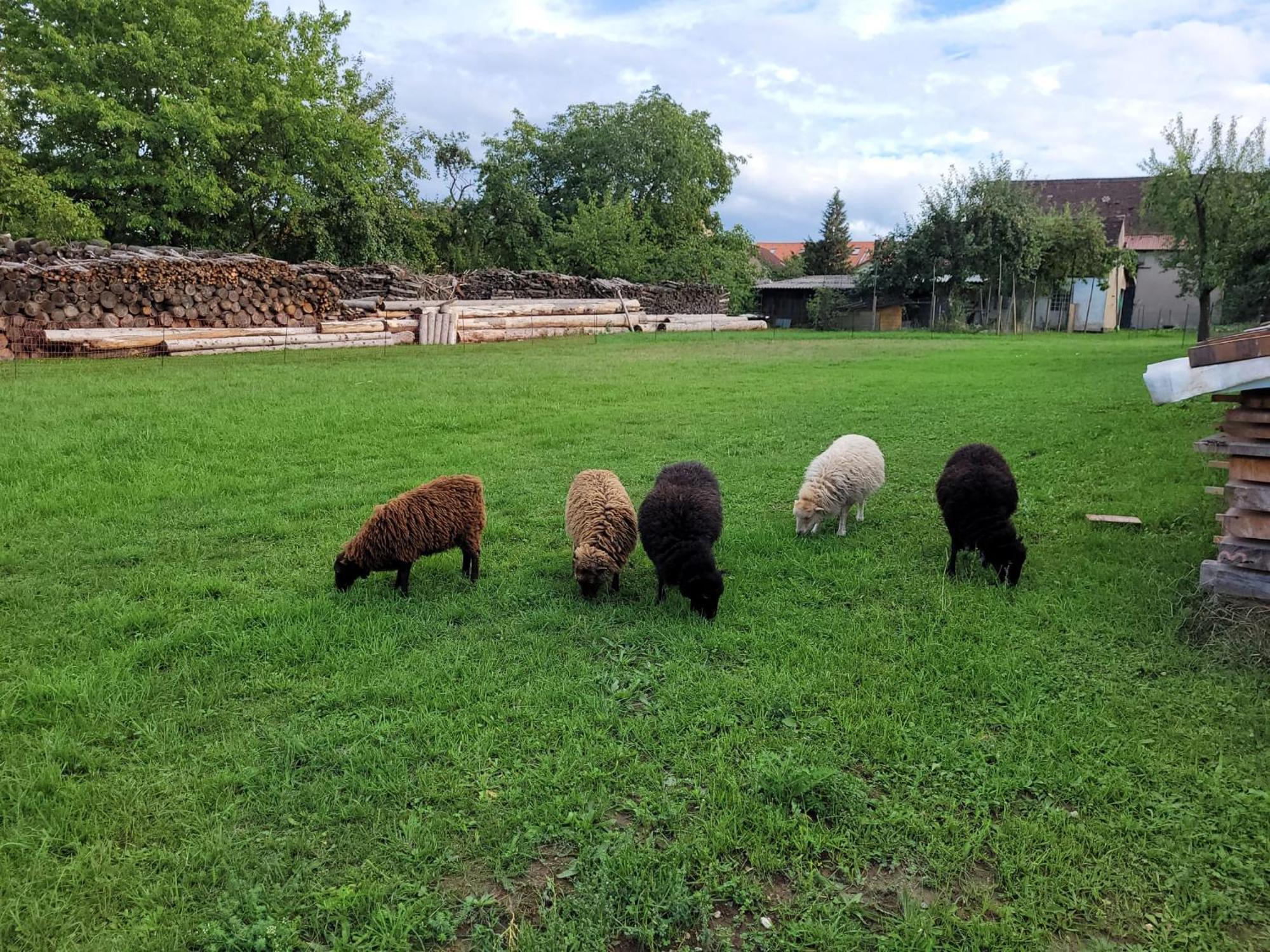 Ferienwohnung Wiesenhof Neuhof an der Zenn Buitenkant foto