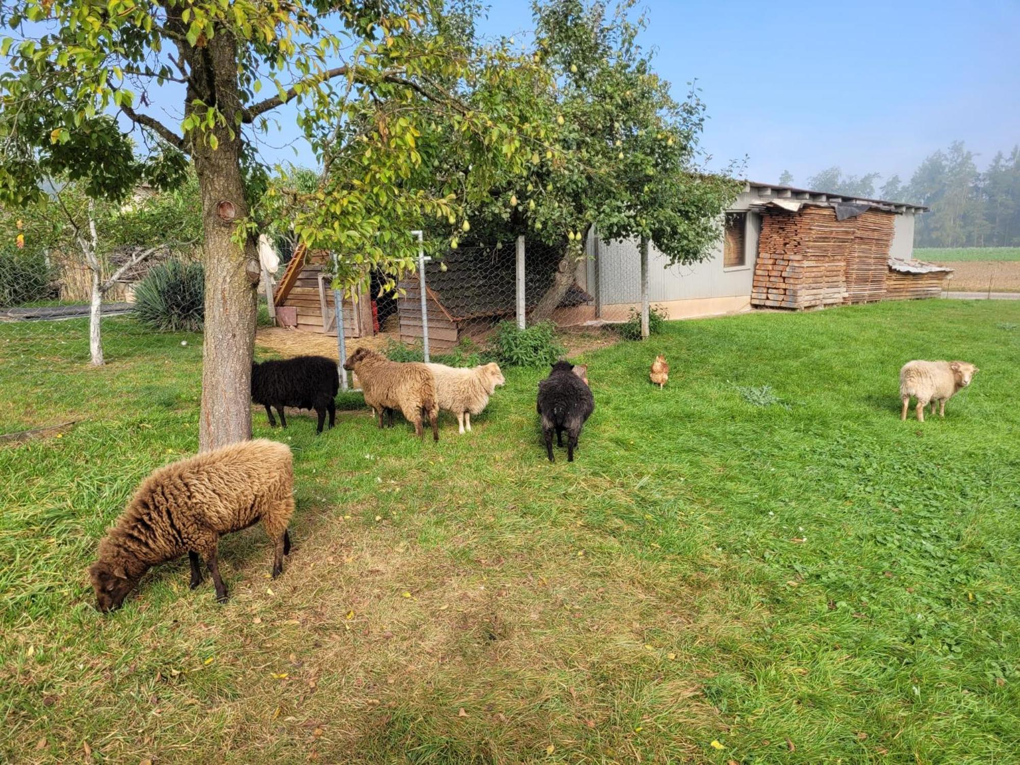Ferienwohnung Wiesenhof Neuhof an der Zenn Buitenkant foto
